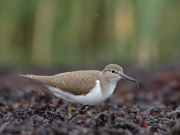 Rantasipi, Common Sandpiper, Actitis hypoleucos